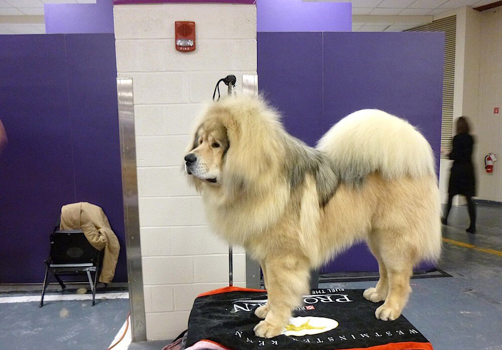 Tibetan Mastiff