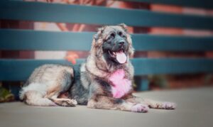12 Powerful Dog Breeds That Can Easily Take Down A Jackal