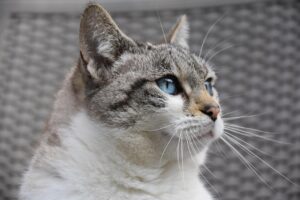 12 Signs Your Cat Is Nearing The End (And How To Keep Them Comfortable)