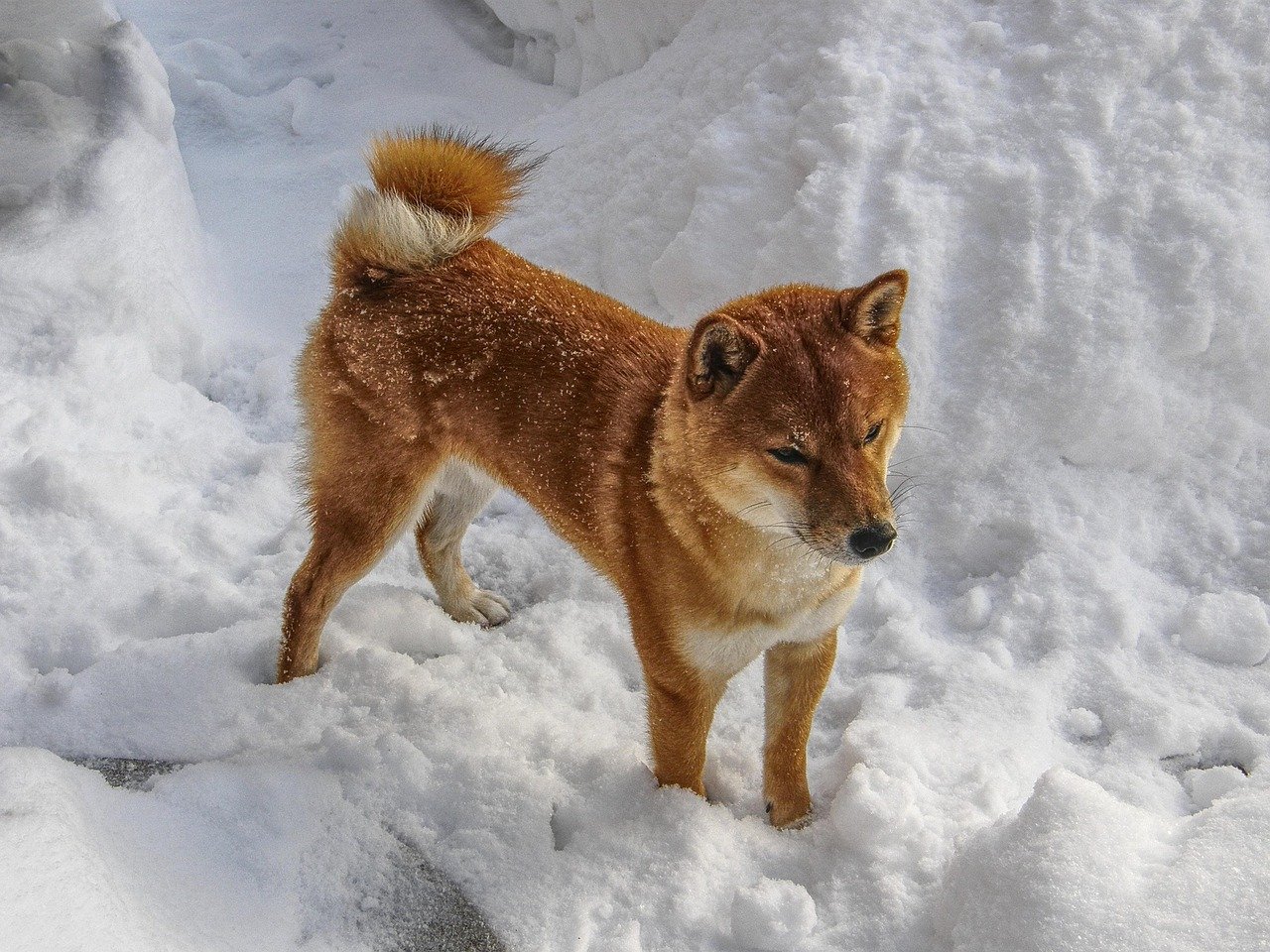 12. Checking in with You During Walks or Play (image credits: pixabay)