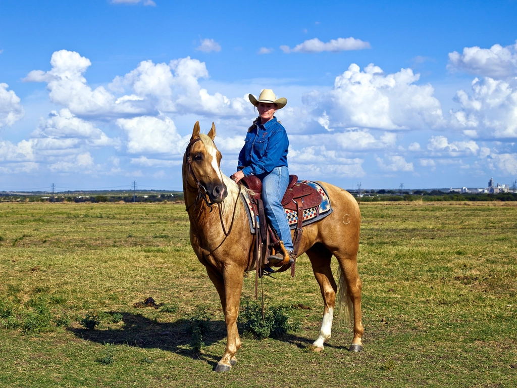Quarter Horse: The Laid-Back All-Star (image credits: rawpixel)