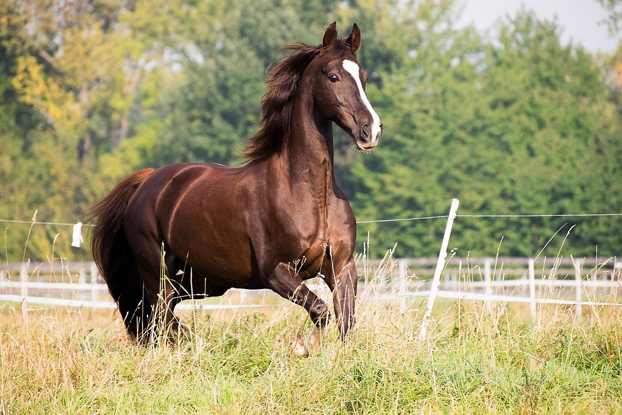 American Saddlebred: The Smooth Operator (image credits: pixabay)
