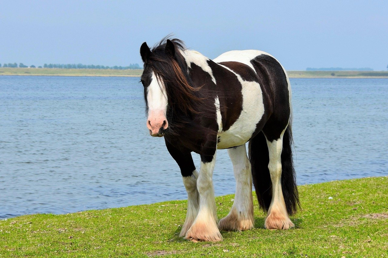 The Best Horse Breeds For Beginners Wanting It Easy