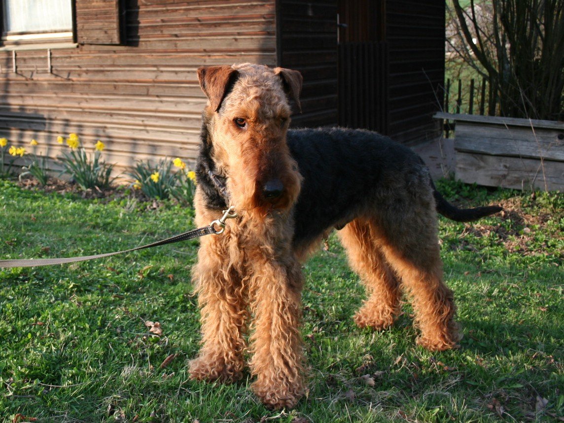 The Airedale’s Distinctive Coat (image credits: wikimedia)