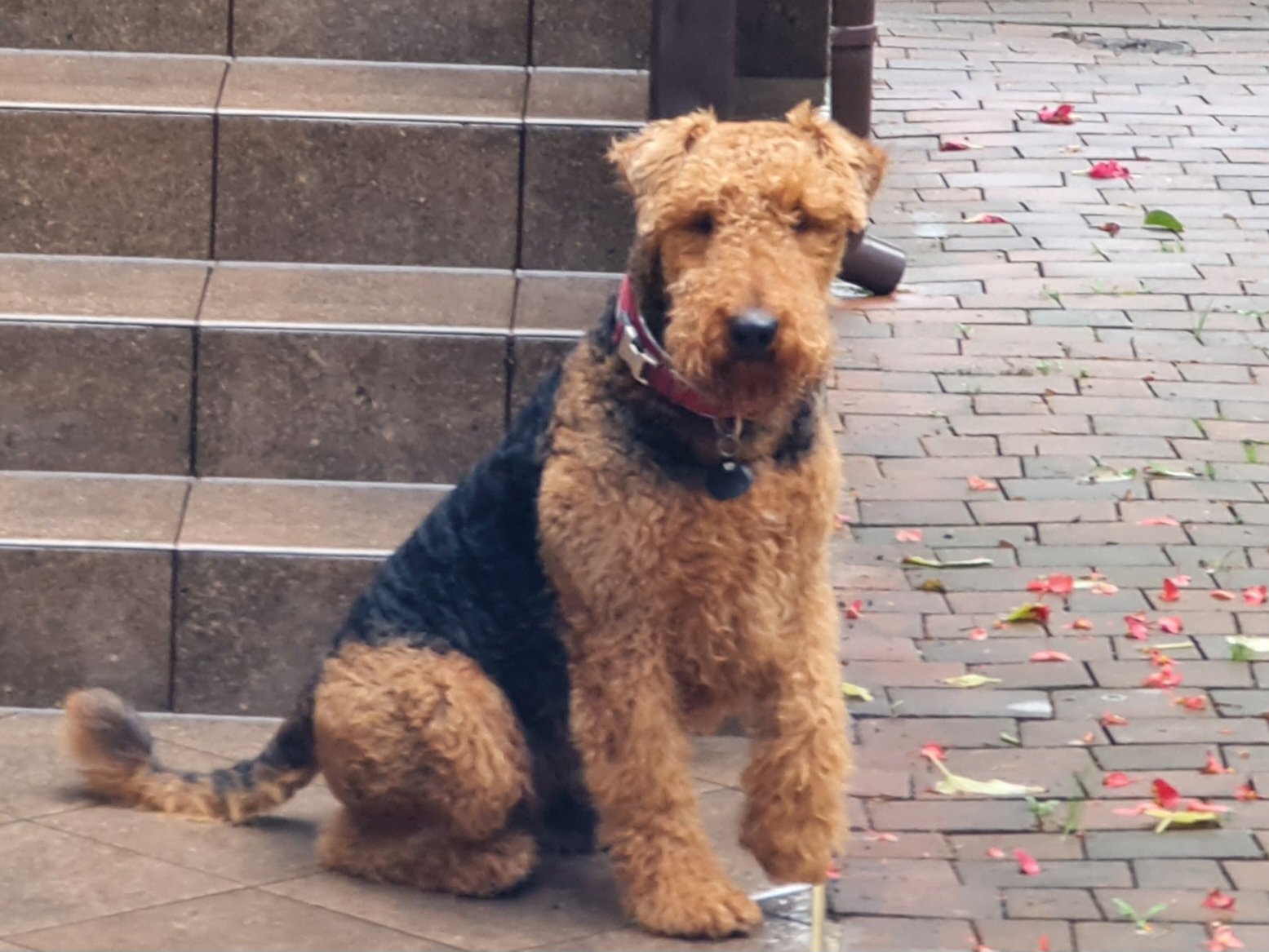 Famous Airedales in History (image credits: wikimedia)