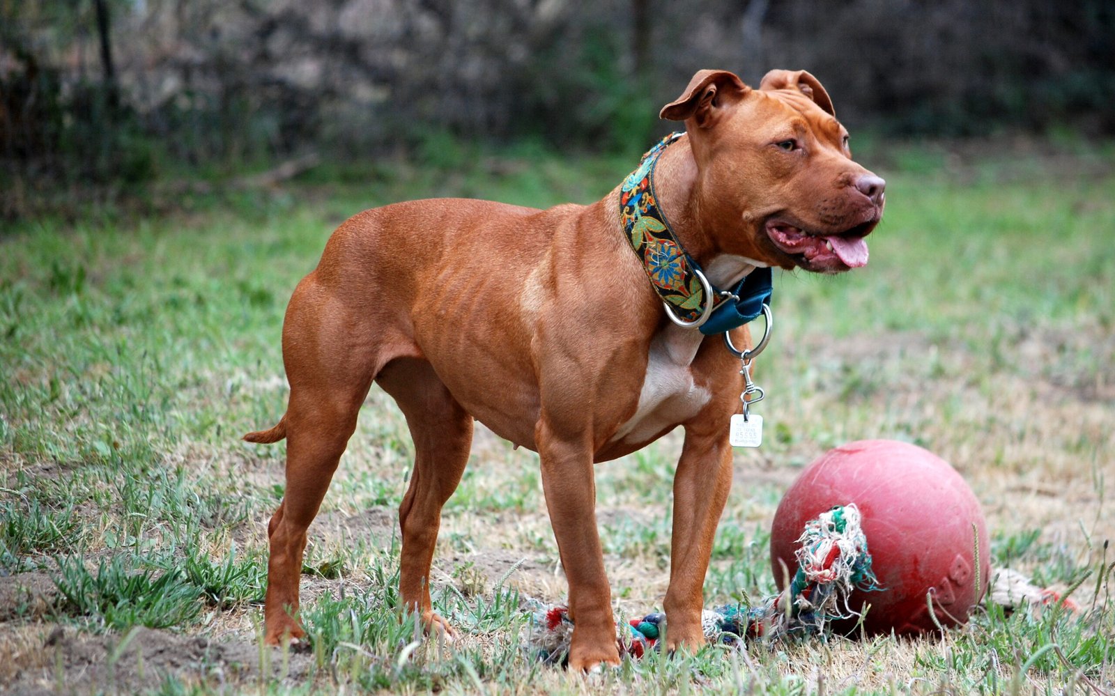 Pit Bulls Are Big-Hearted Heroes (image credits: wikimedia)