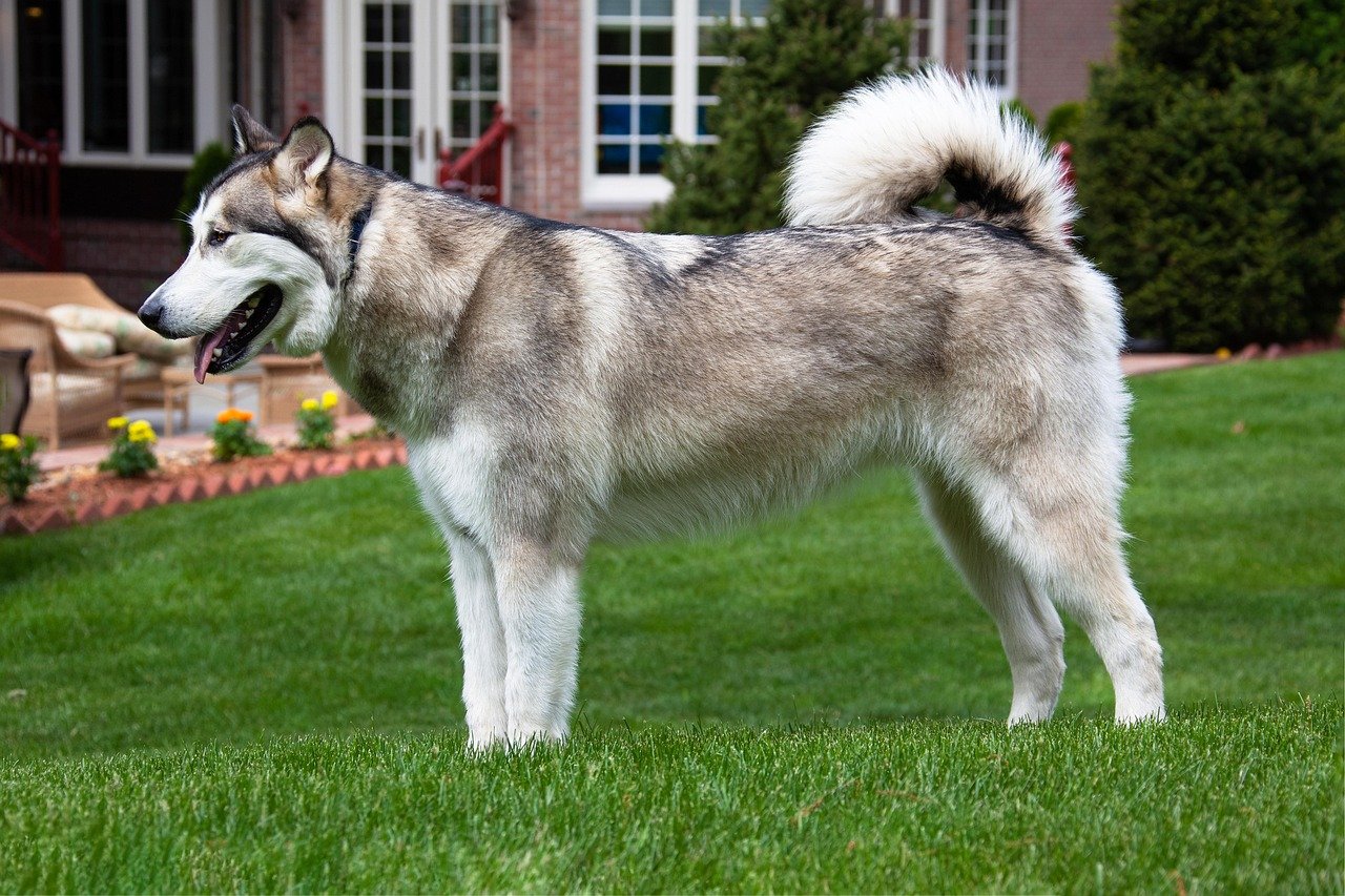 Alaskan Malamute: The Arctic Powerhouse (image credits: pixabay)