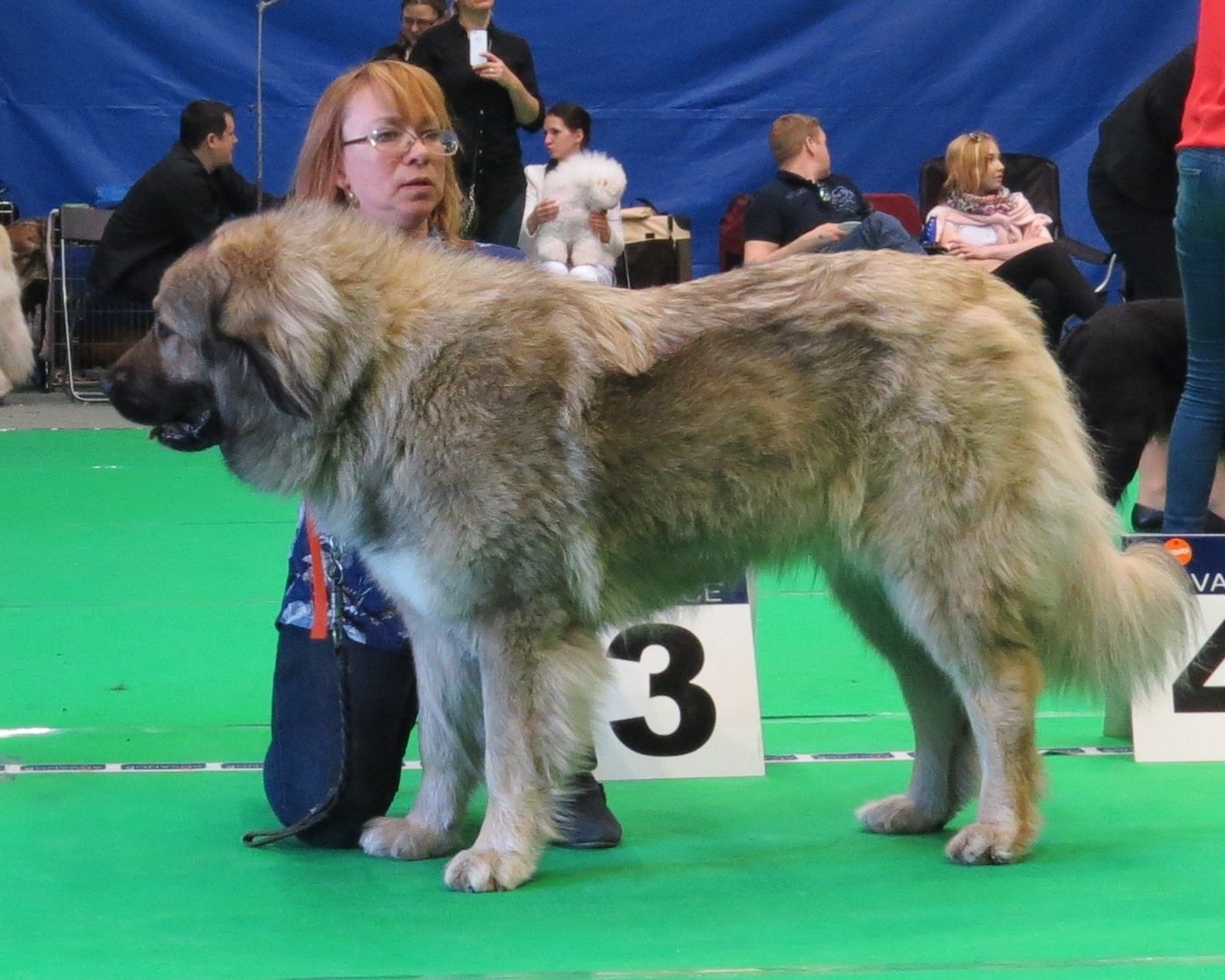 Caucasian Shepherd: The Bear Hunter (image credits: wikimedia)