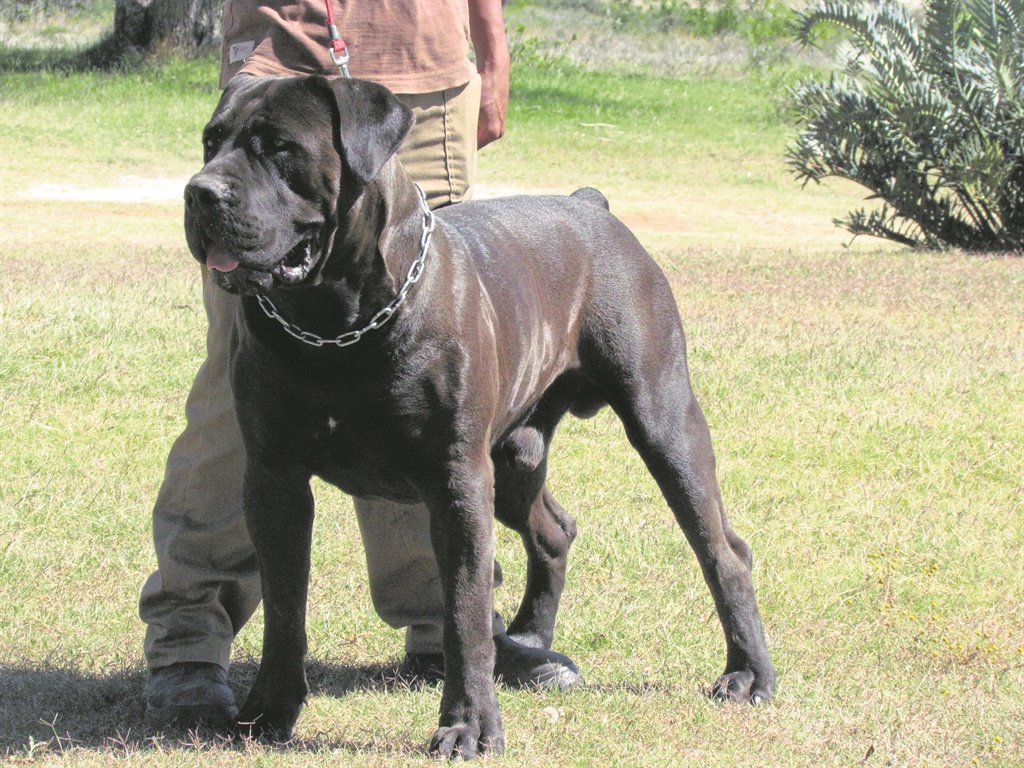 Boerboel: The South African Titan (image credits: wikimedia)