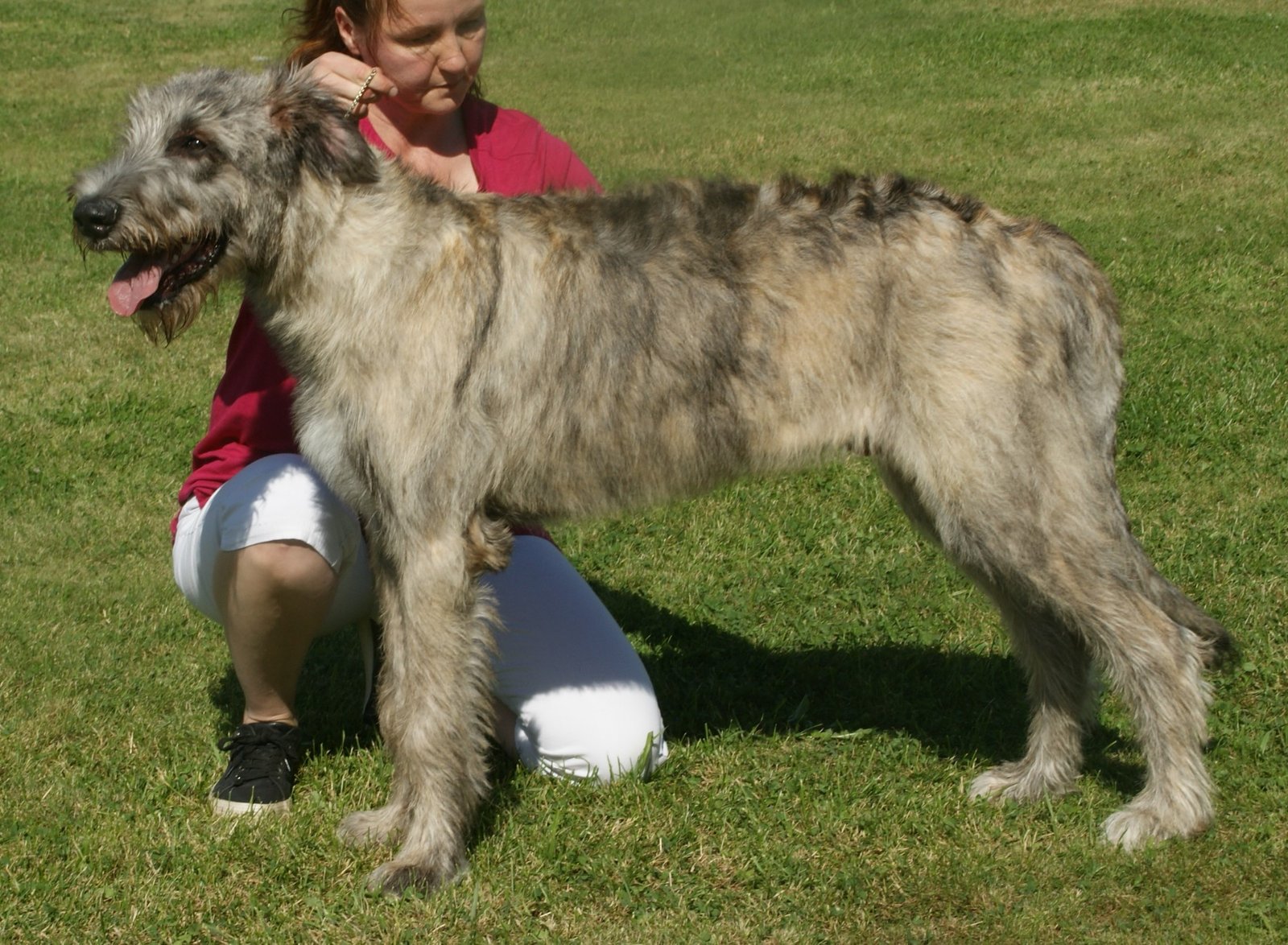 Irish Wolfhound: The Gentle Giant (image credits: wikimedia)