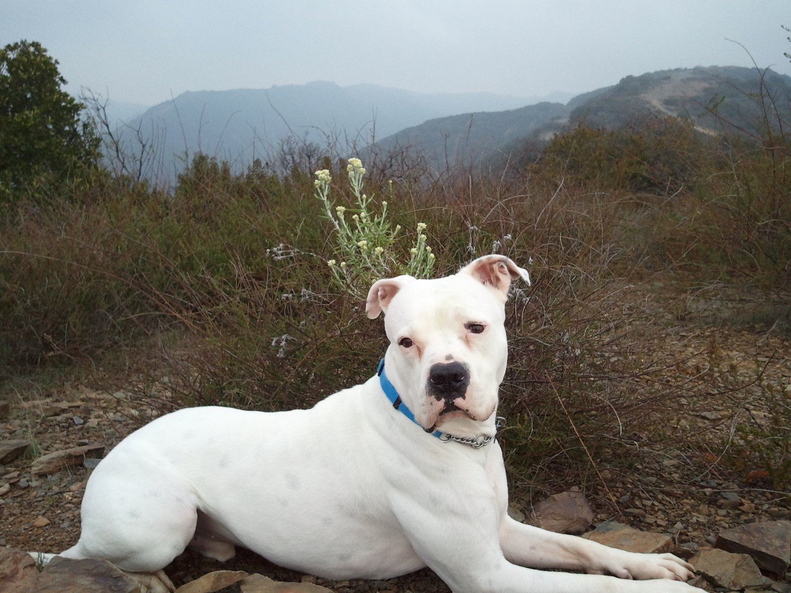 American Bulldog: The All-American Powerhouse (image credits: wikimedia)
