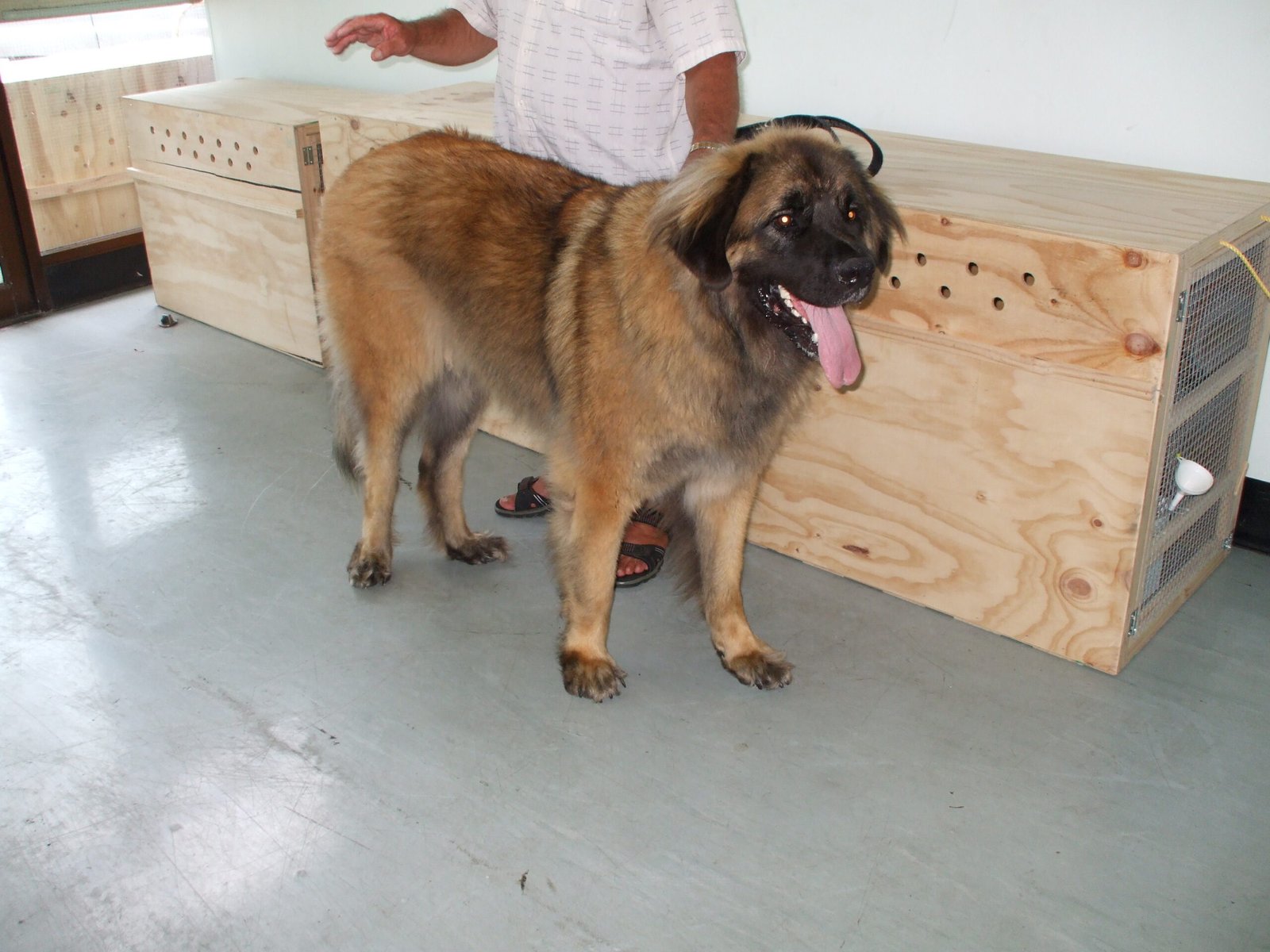 Leonberger: The Gentle Power (image credits: wikimedia)