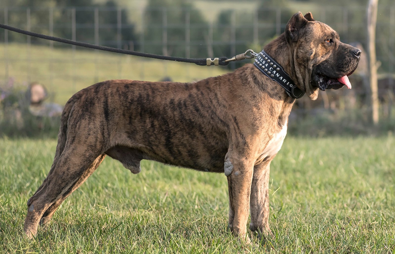 Presa Canario: The Island Guardian (image credits: wikimedia)