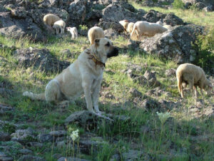 15 Mighty Canines That Rival The Raw Strength of a Wolf