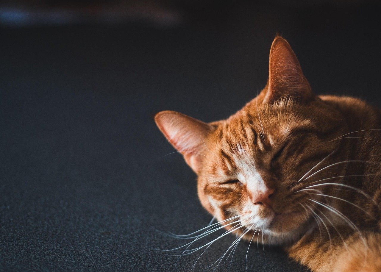 Changes in Sleep Patterns (image credits: pixabay)