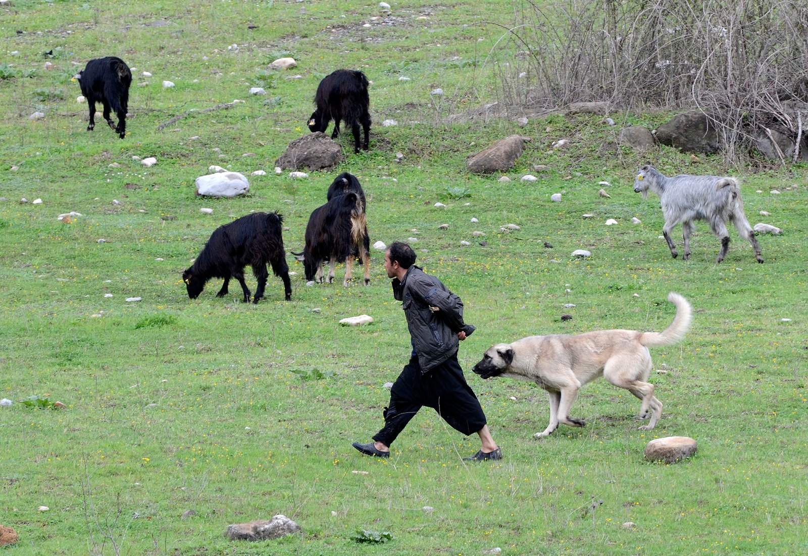 3. Unmatched Protective Instincts (image credits: wikimedia)
