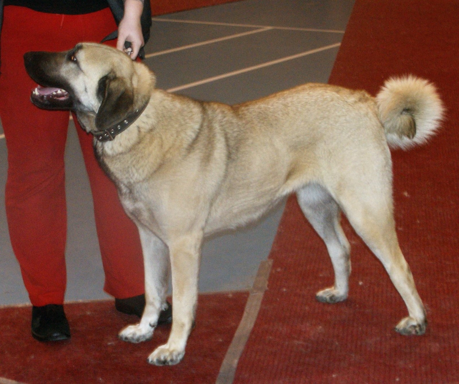 9. Low Maintenance Grooming (image credits: wikimedia)