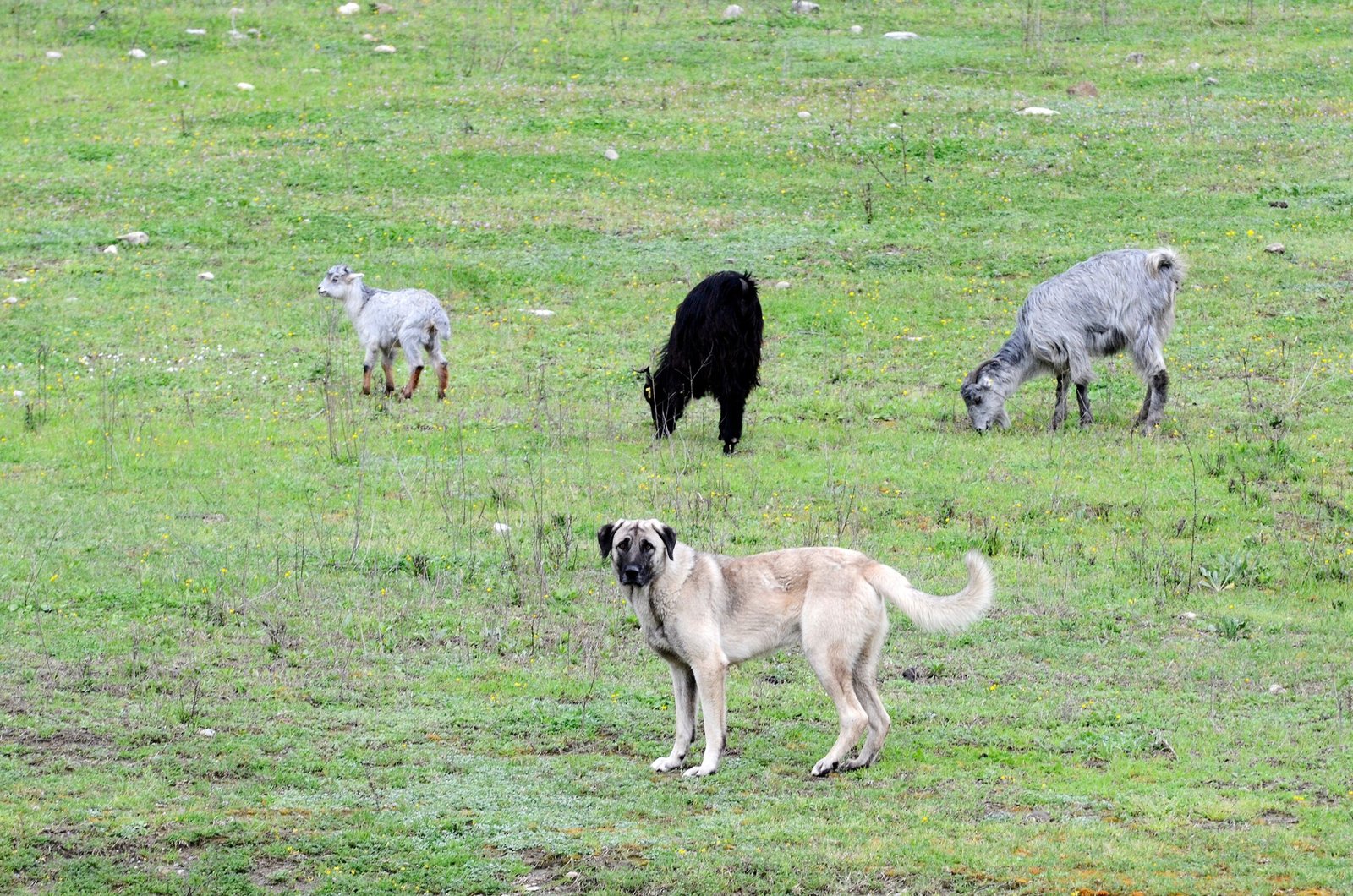 11. Natural Deterrence Against Predators (image credits: wikimedia)