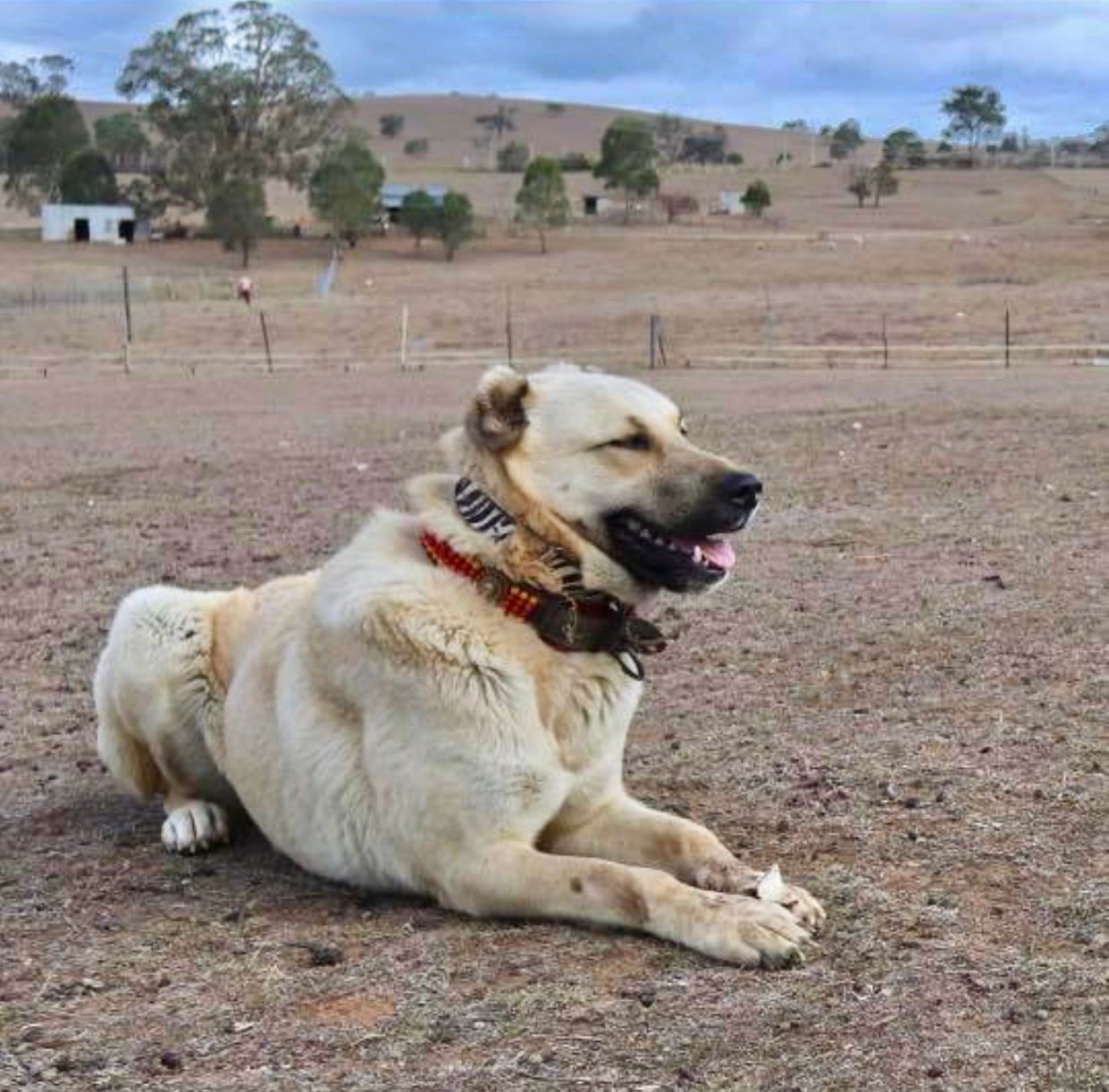 12. Minimal Health Problems for a Giant Breed (image credits: wikimedia)