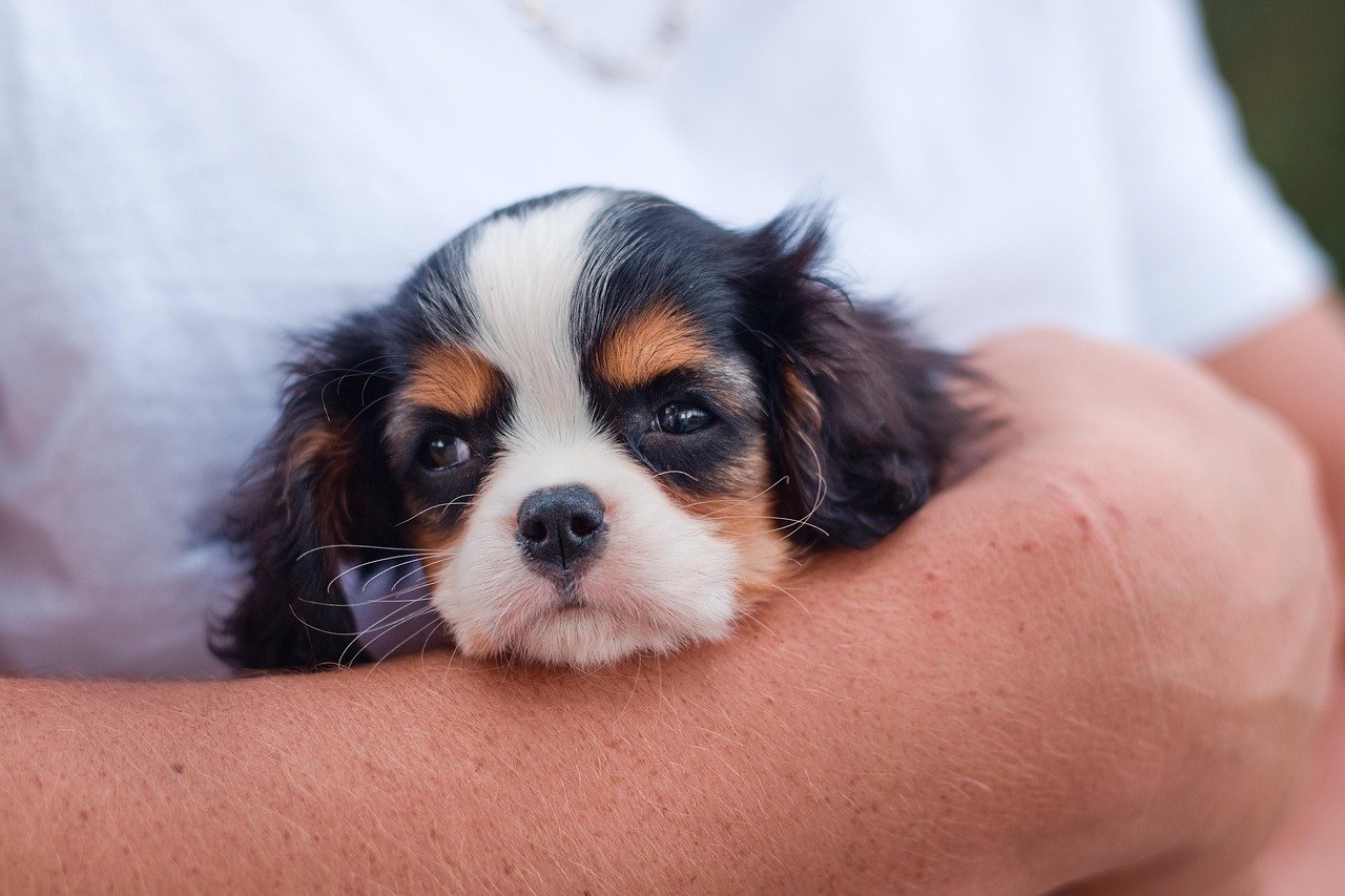 Cavalier King Charles Spaniel: The Gentle Lap-Warmer (image credits: pixabay)
