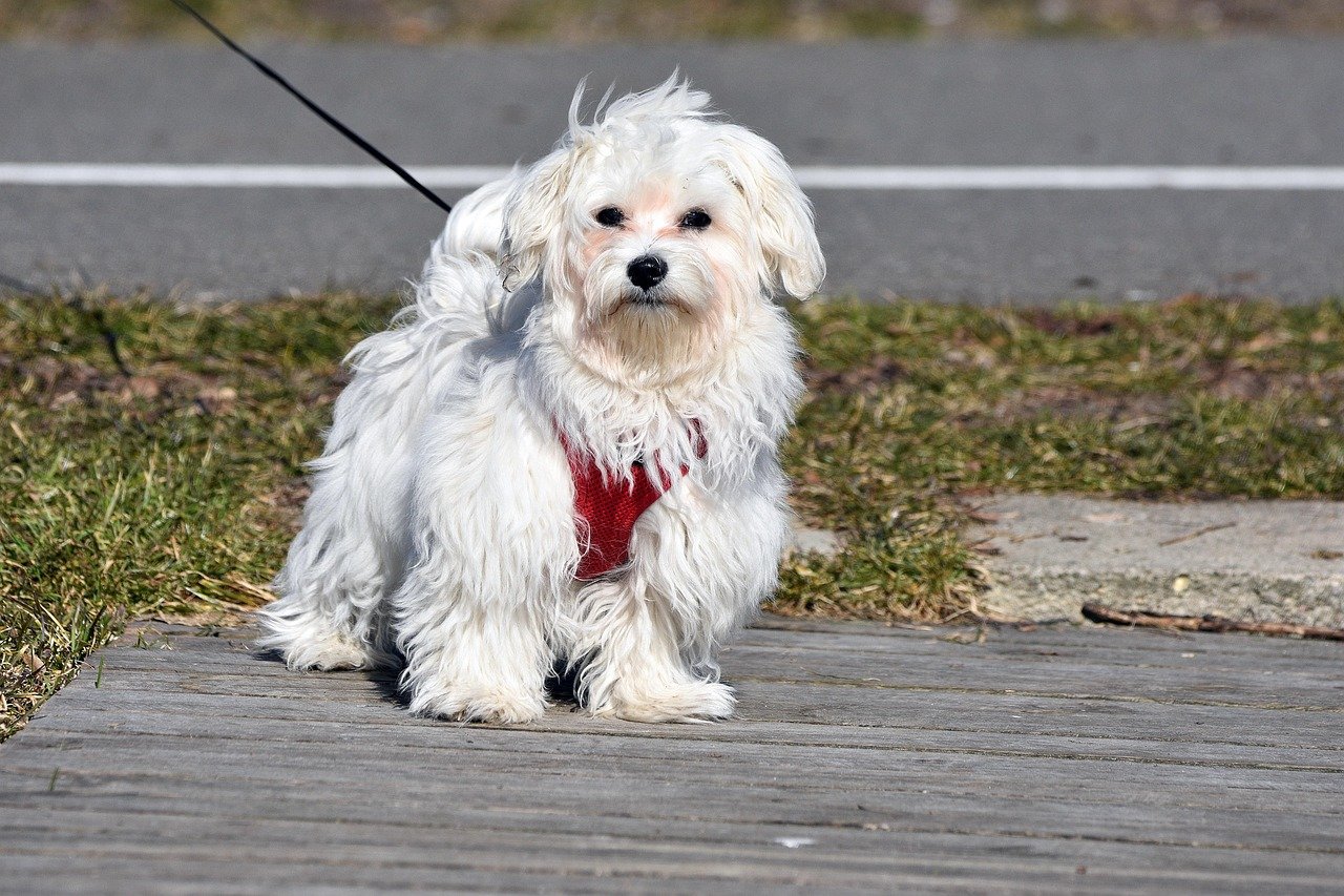 Maltese: The Elegant Lapdog (image credits: pixabay)