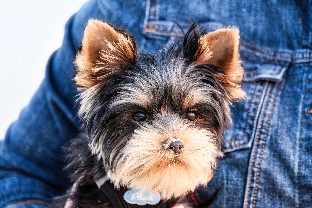 Yorkshire Terrier: The Spunky Little Adventurer (image credits: pixabay)