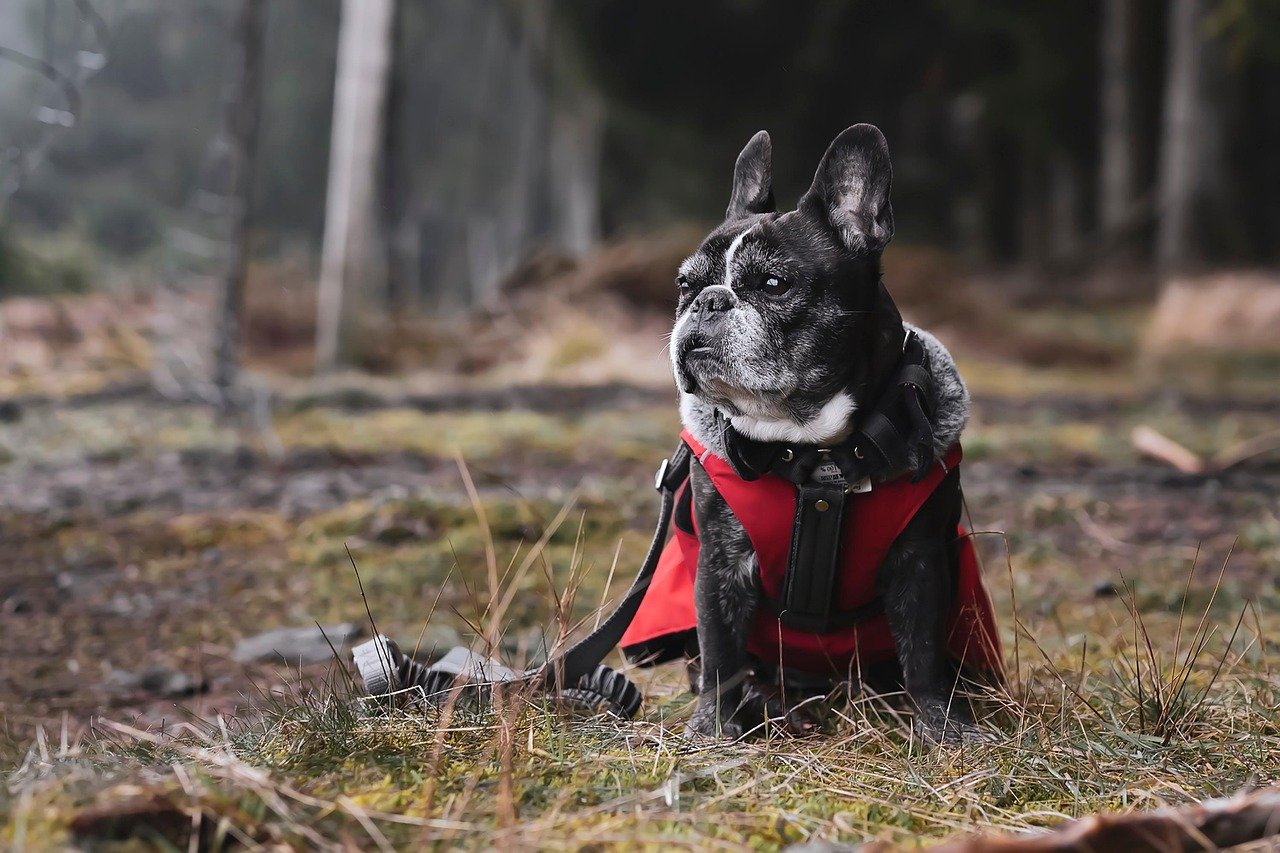 French Bulldog: The Laid-Back Buddy (image credits: pixabay)