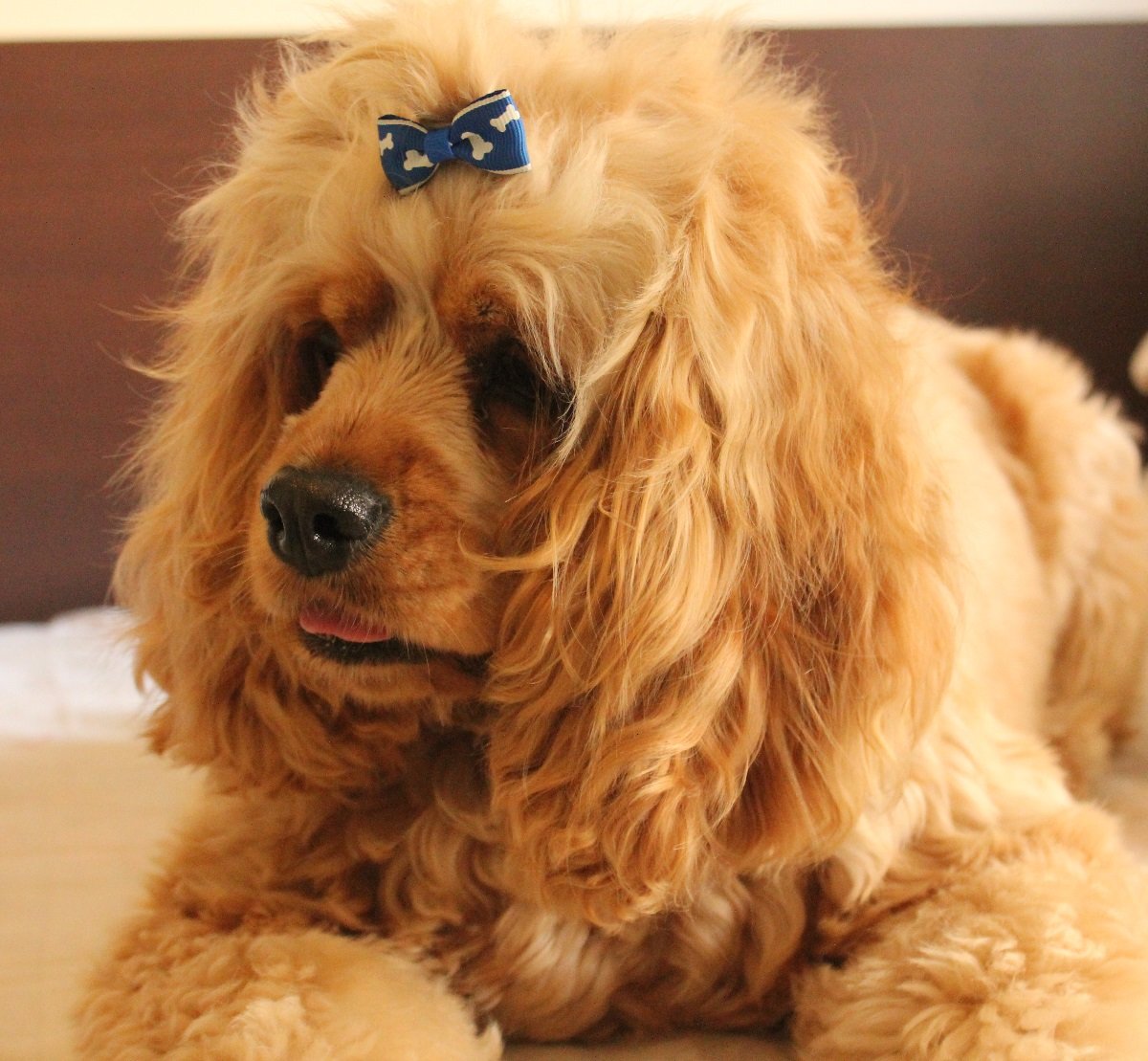 Cocker Spaniel: The Affectionate Family Member (image credits: wikimedia)