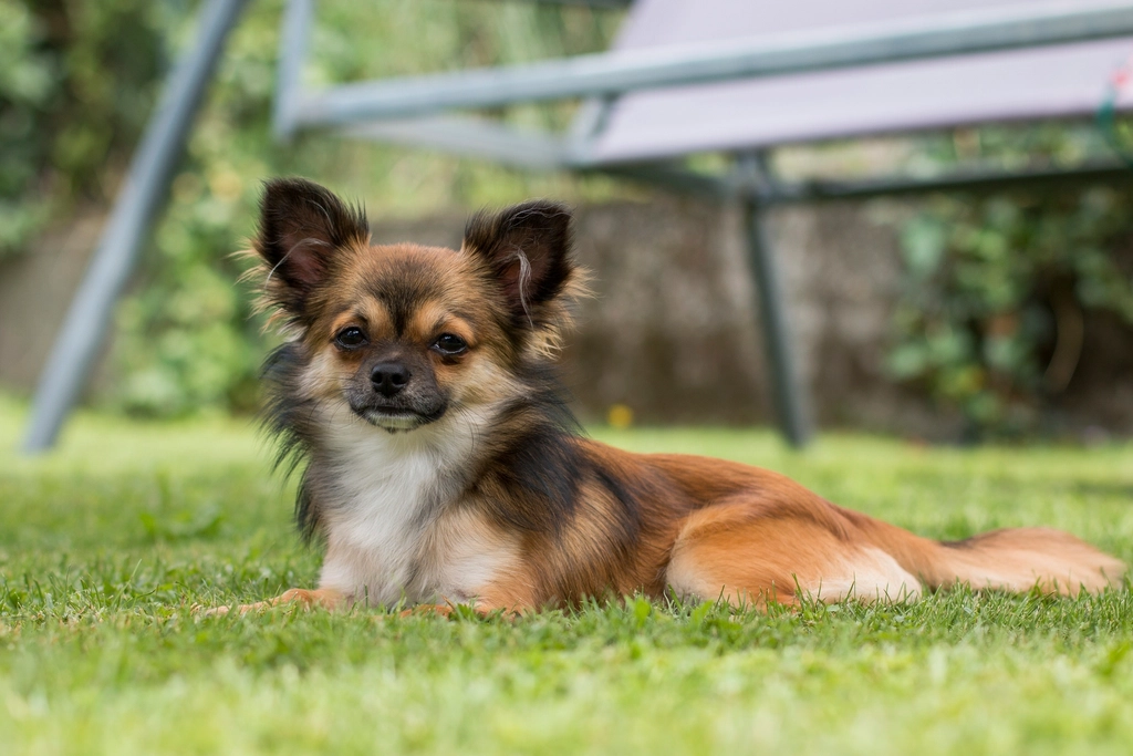Chihuahua: The Tiny Protector (image credits: rawpixel)