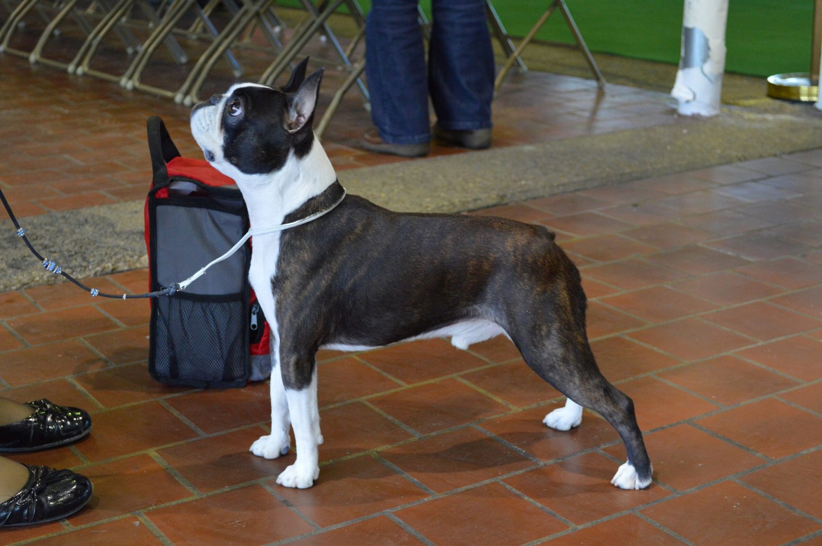 Boston Terrier: The Dapper Entertainer (image credits: wikimedia)