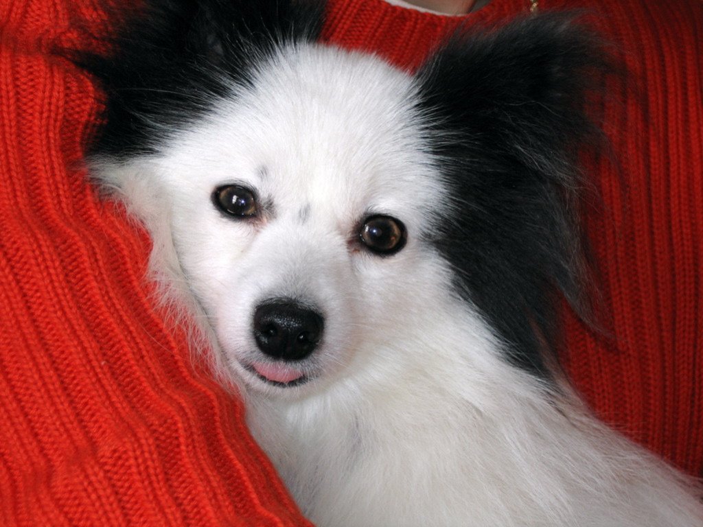 Papillon: The Graceful Butterfly Dog (image credits: wikimedia)