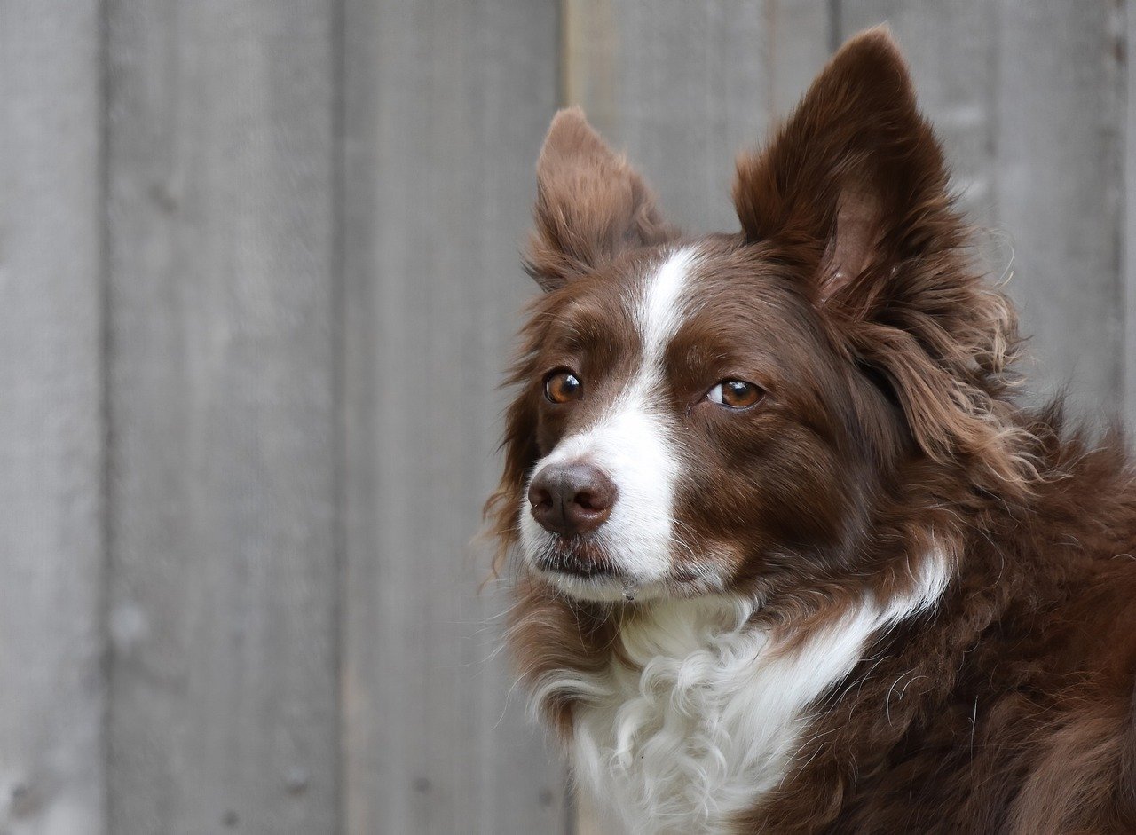 15 Dog Breeds That Can Sense When You’re Feeling Sad