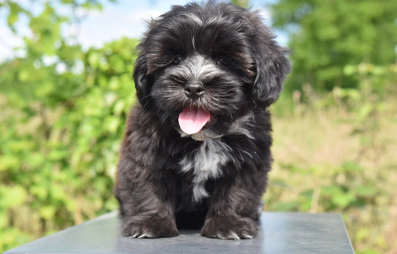 Havanese (image credits: pixabay)