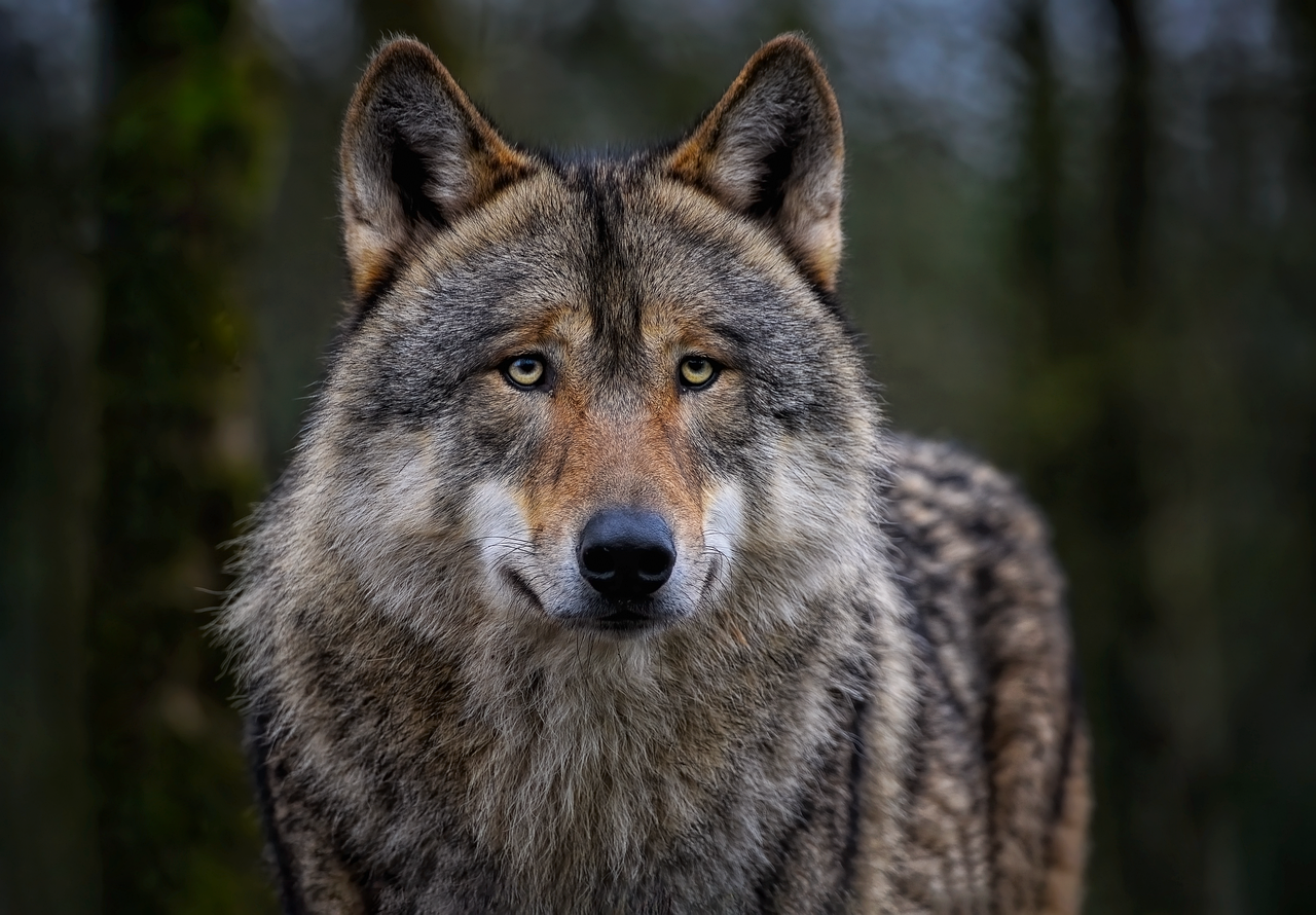 Never Approach the Wolf (image credits: pixabay)