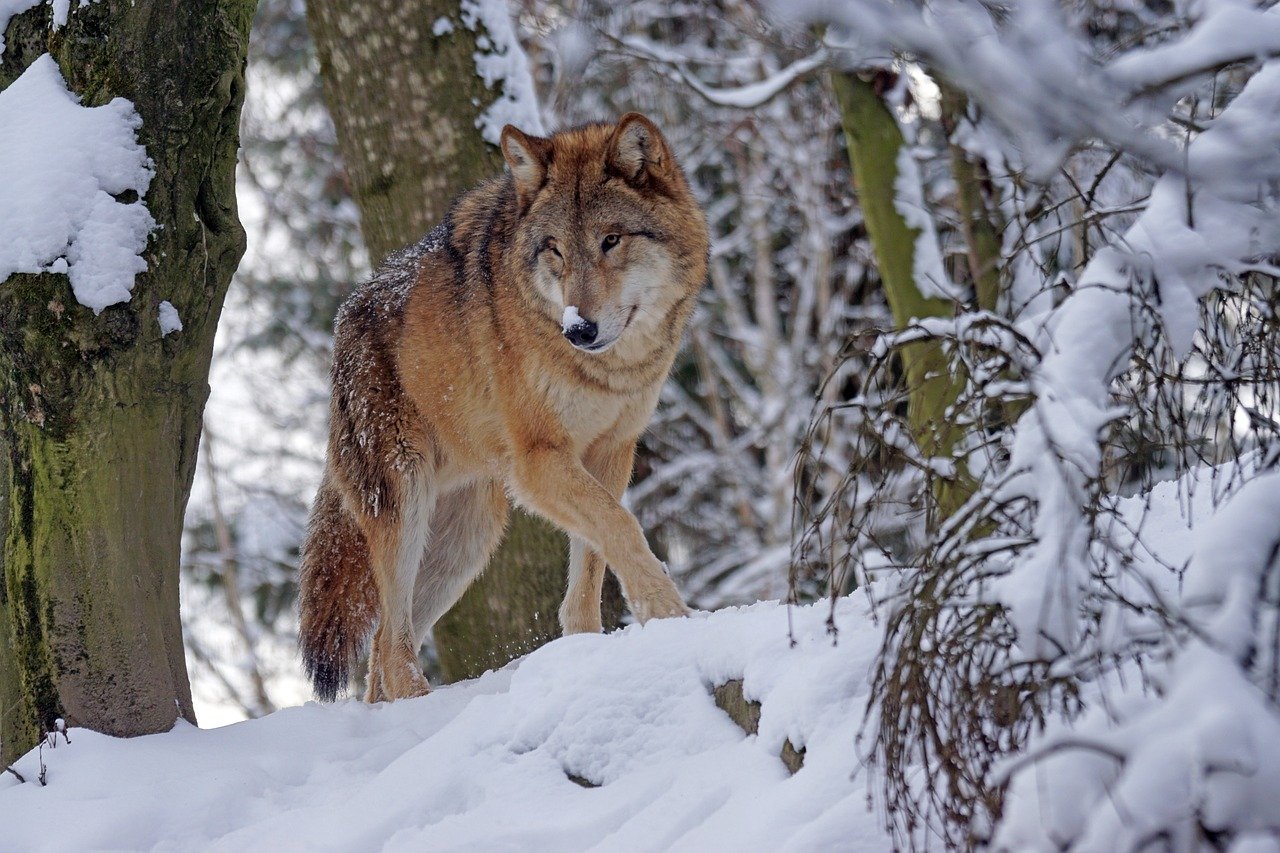10 Things Never To Do If You Come Across a Wolf While Hiking
