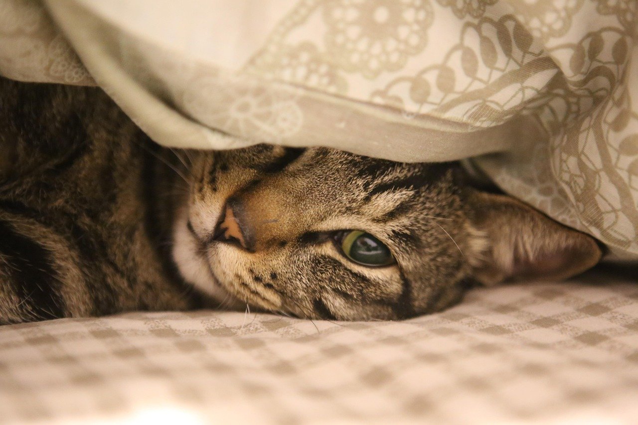 Seeking Comfort in Familiar Objects (image credits: pixabay)