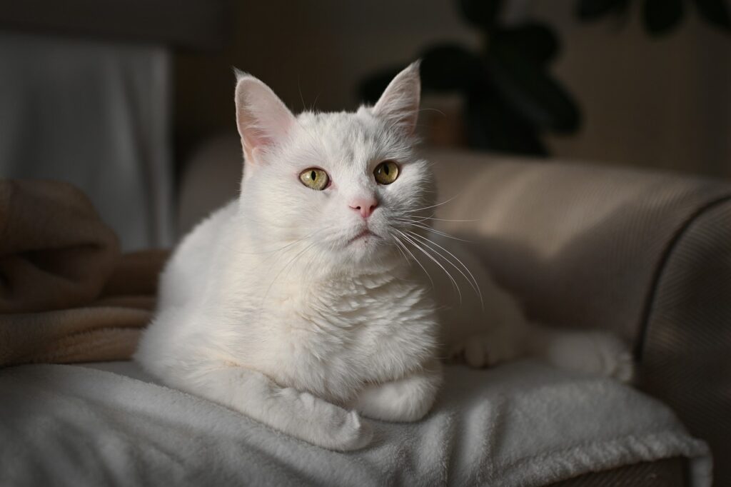 How Cats Express Affection When Not Feeling Reassured