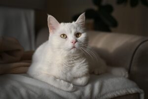 How Cats Express Affection When Not Feeling Reassured