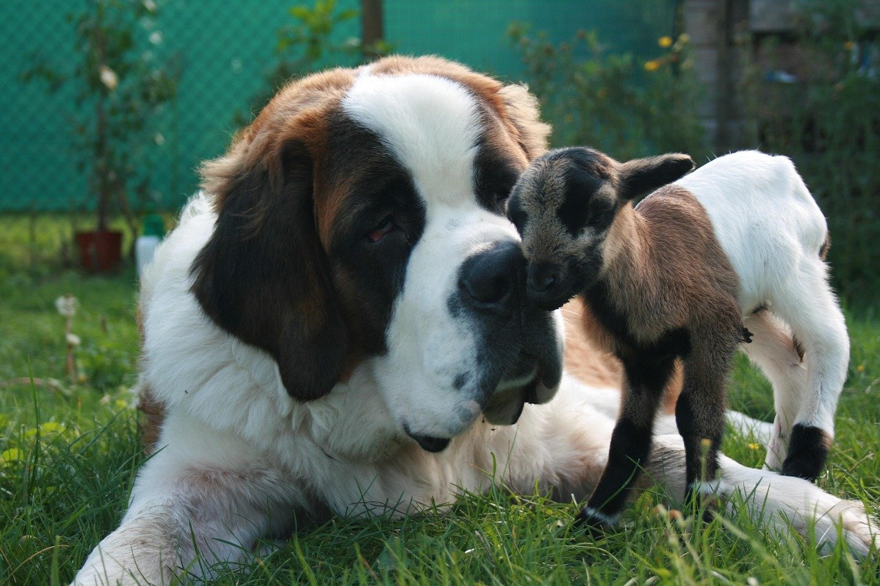 Saint Bernard: The Calm Rescuer (image credits: pixabay)