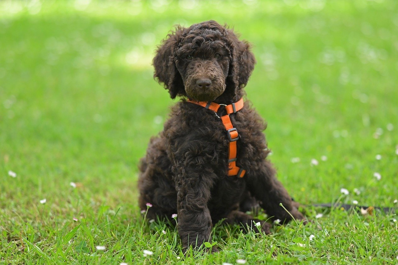 Poodle (Miniature and Standard) (image credits: pixabay)