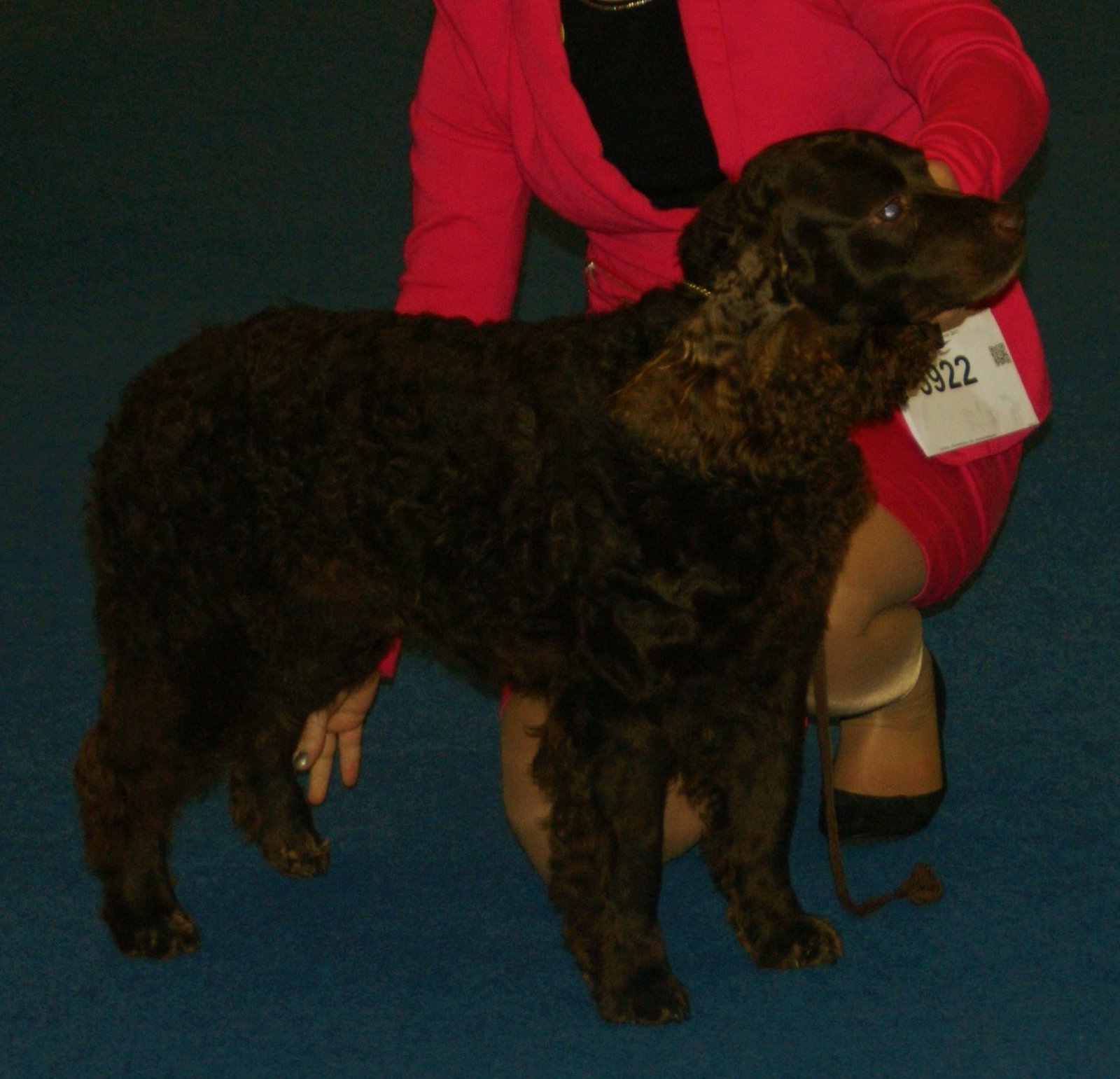 American Water Spaniel: Born for Wet and Warm (image credits: wikimedia)