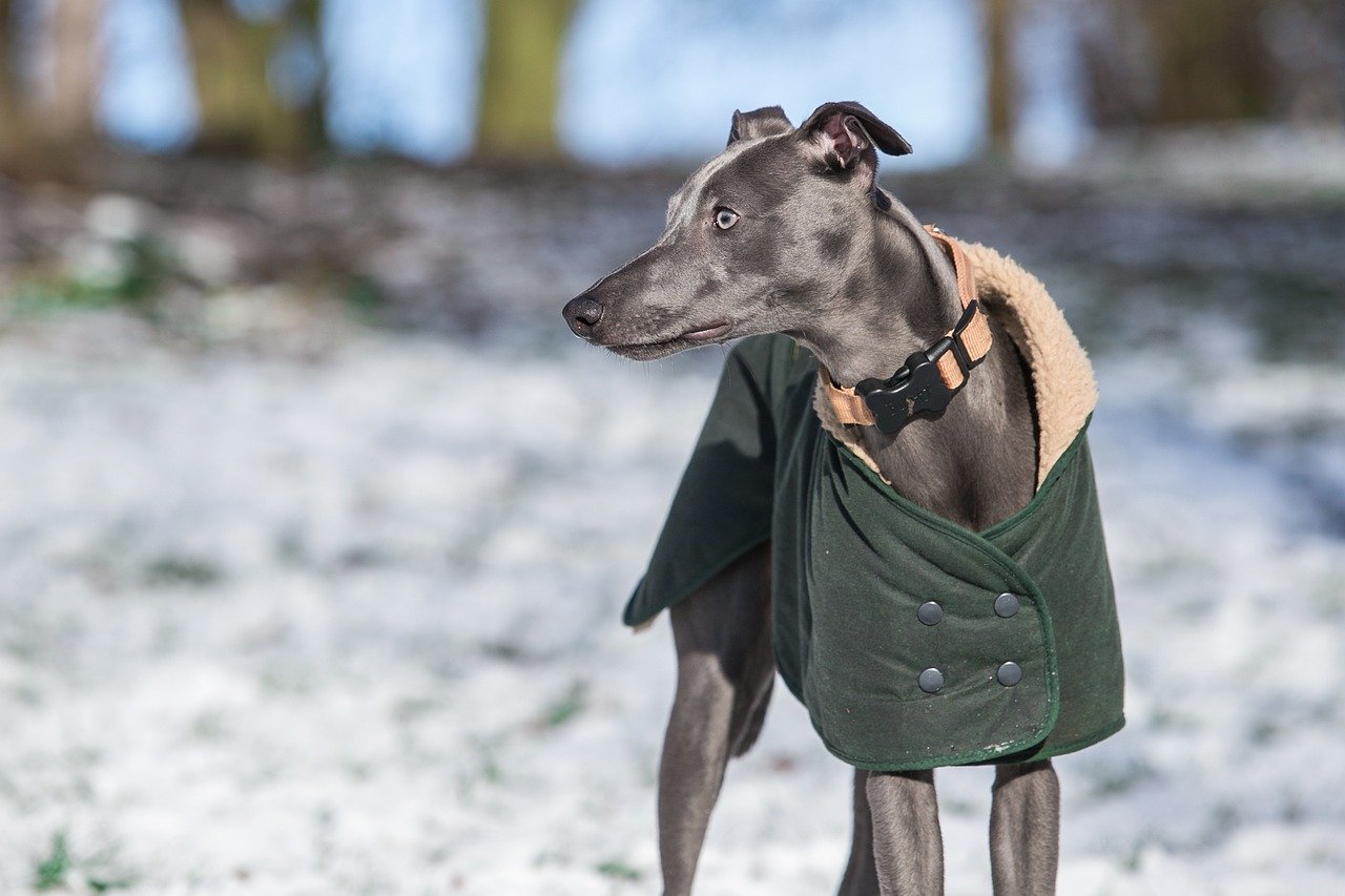 Whippet: The Graceful Shade-Lover (image credits: pixabay)