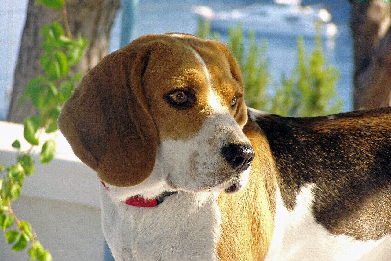 Beagle: The Nose-Led Troublemaker (image credits: pixabay)