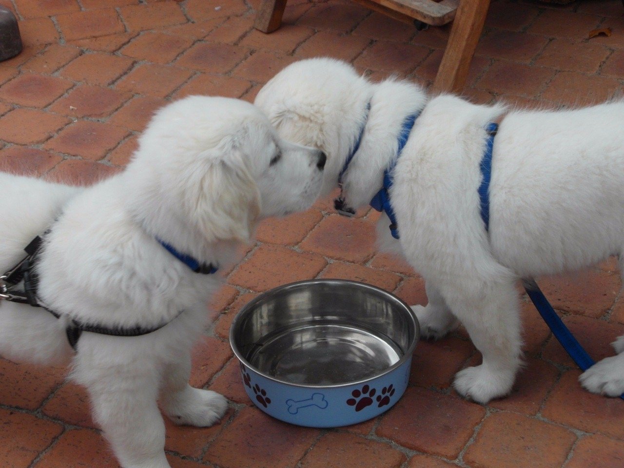 Golden Retriever (image credits: wikimedia)