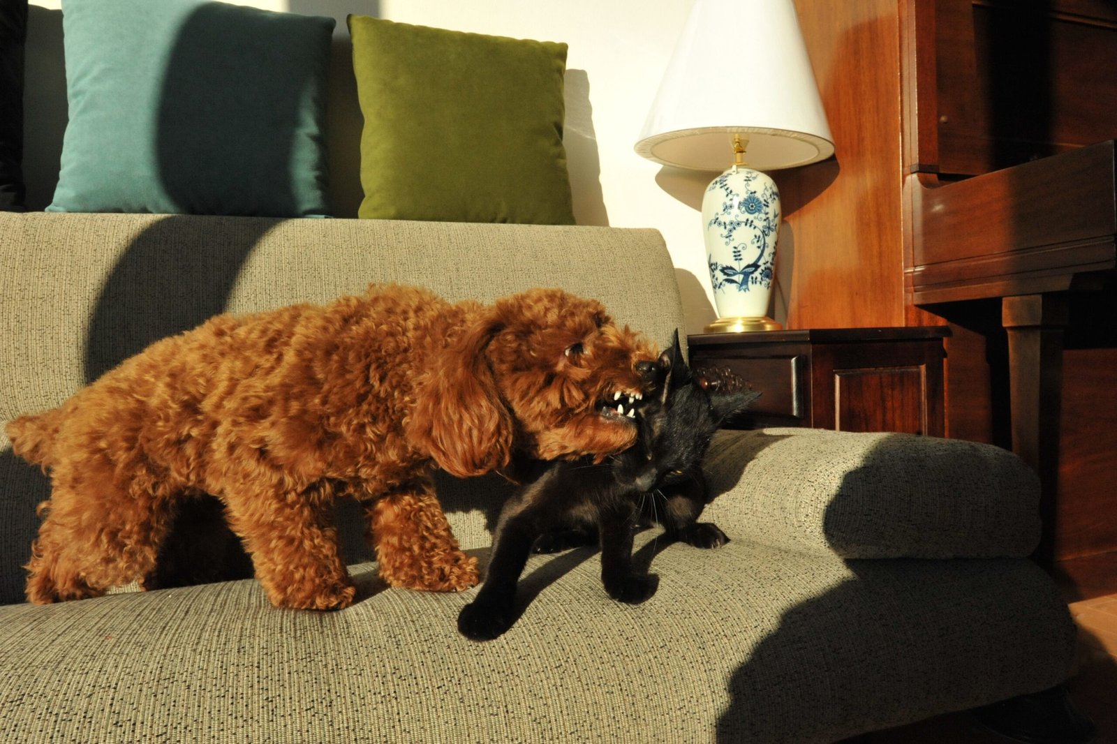 Poodle (image credits: wikimedia)