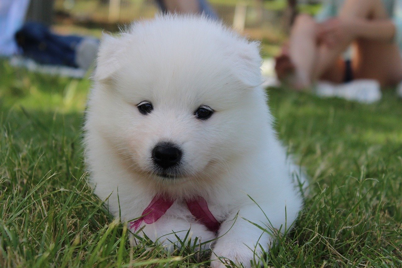 Samoyed (image credits: pixabay)
