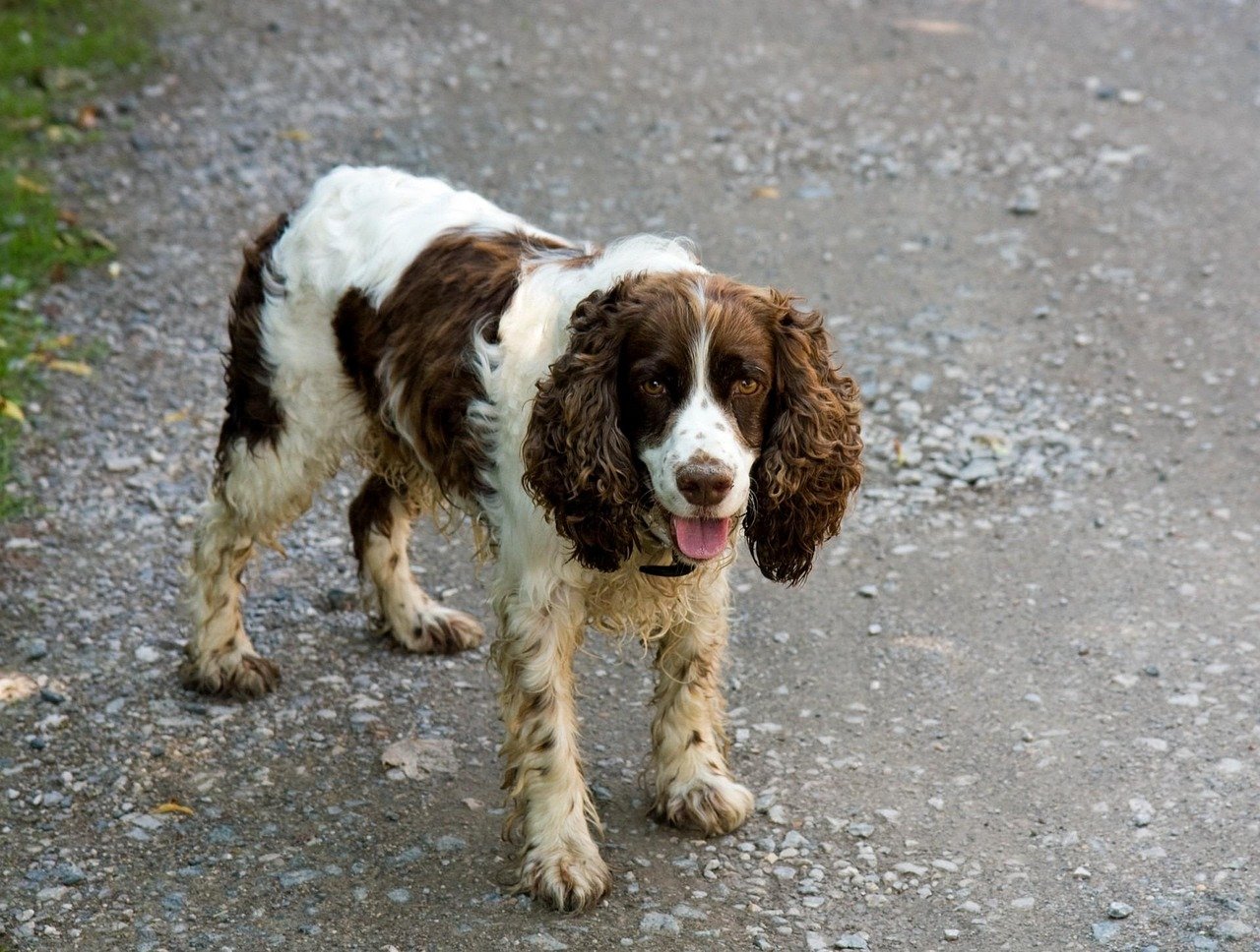 English Springer Spaniel (image credits: pixabay)