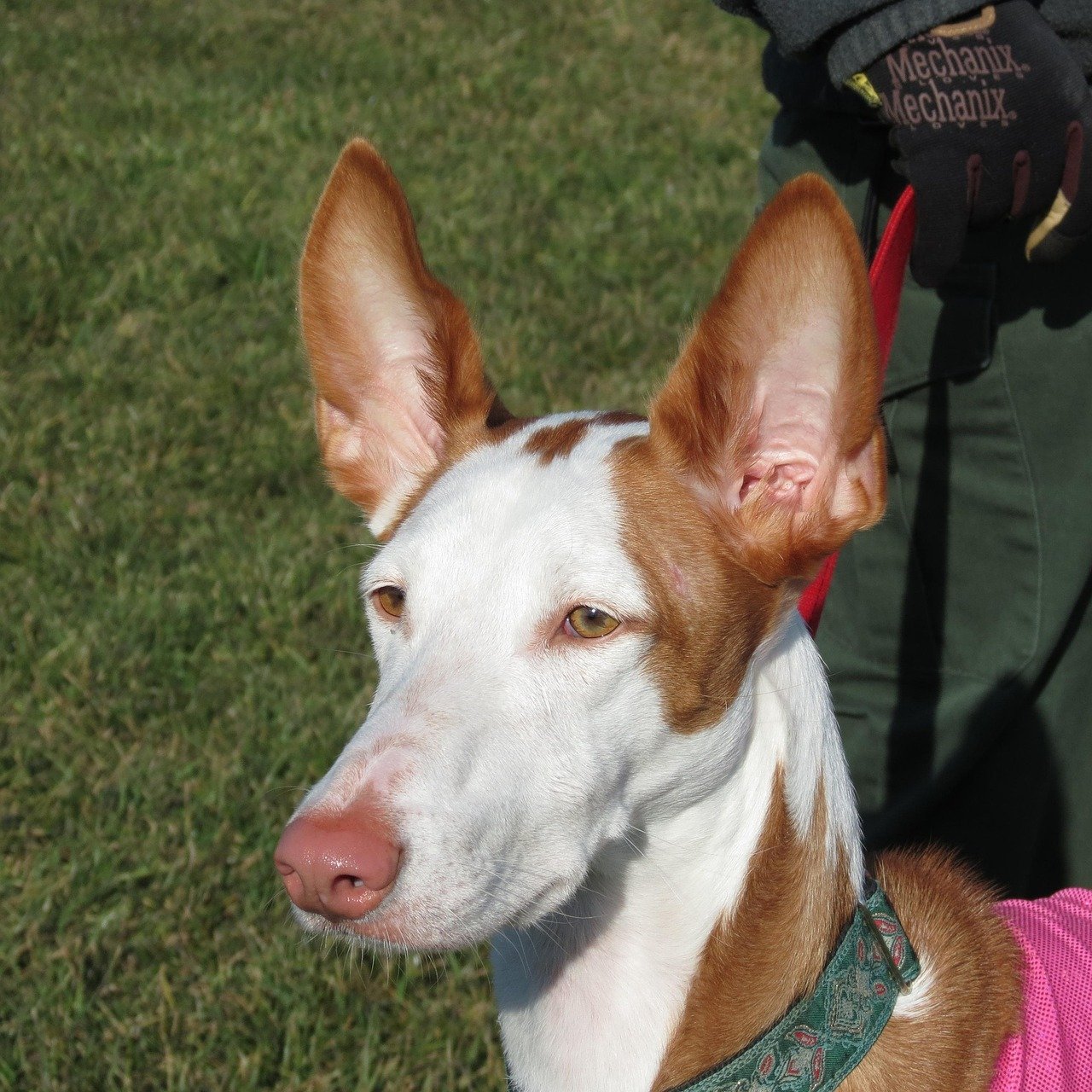 Ibizan Hound: Sun-Worshipper From the Mediterranean (image credits: pixabay)