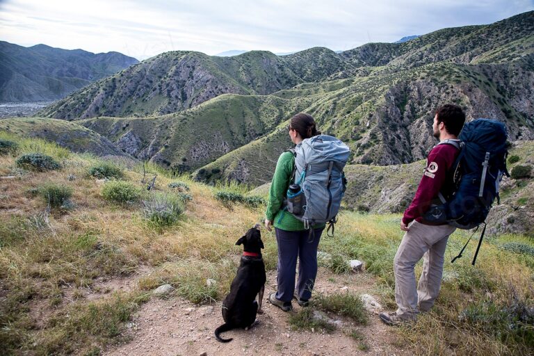 The Healing Power of Nature Walks for You and Your Dog