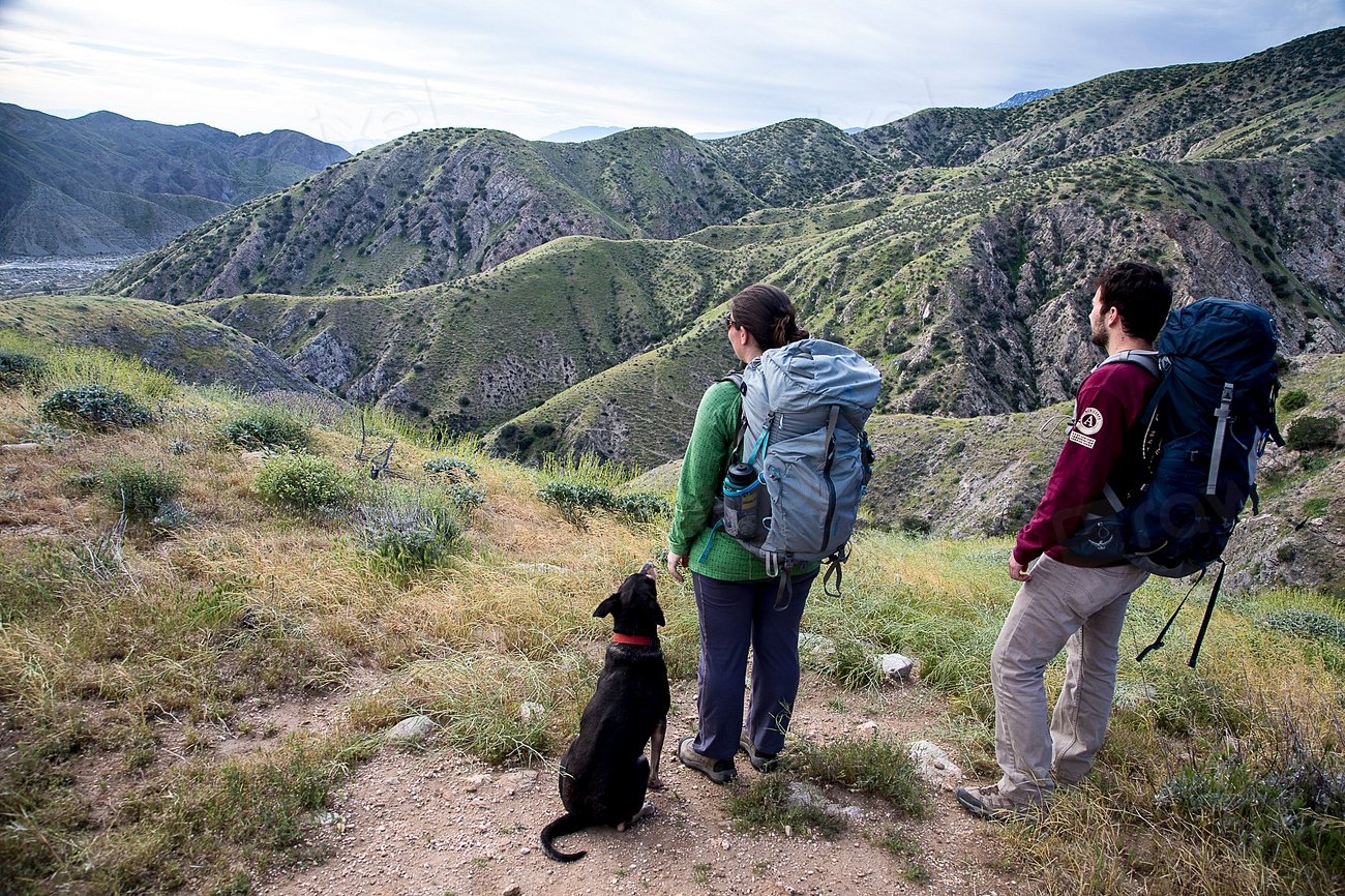 The Healing Power of Nature Walks for You and Your Dog